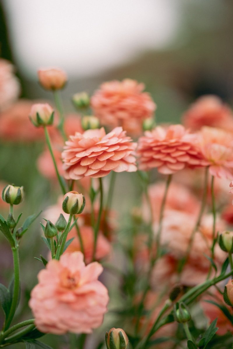 Beautiful peach-colored flowers bloom in the sunlight.