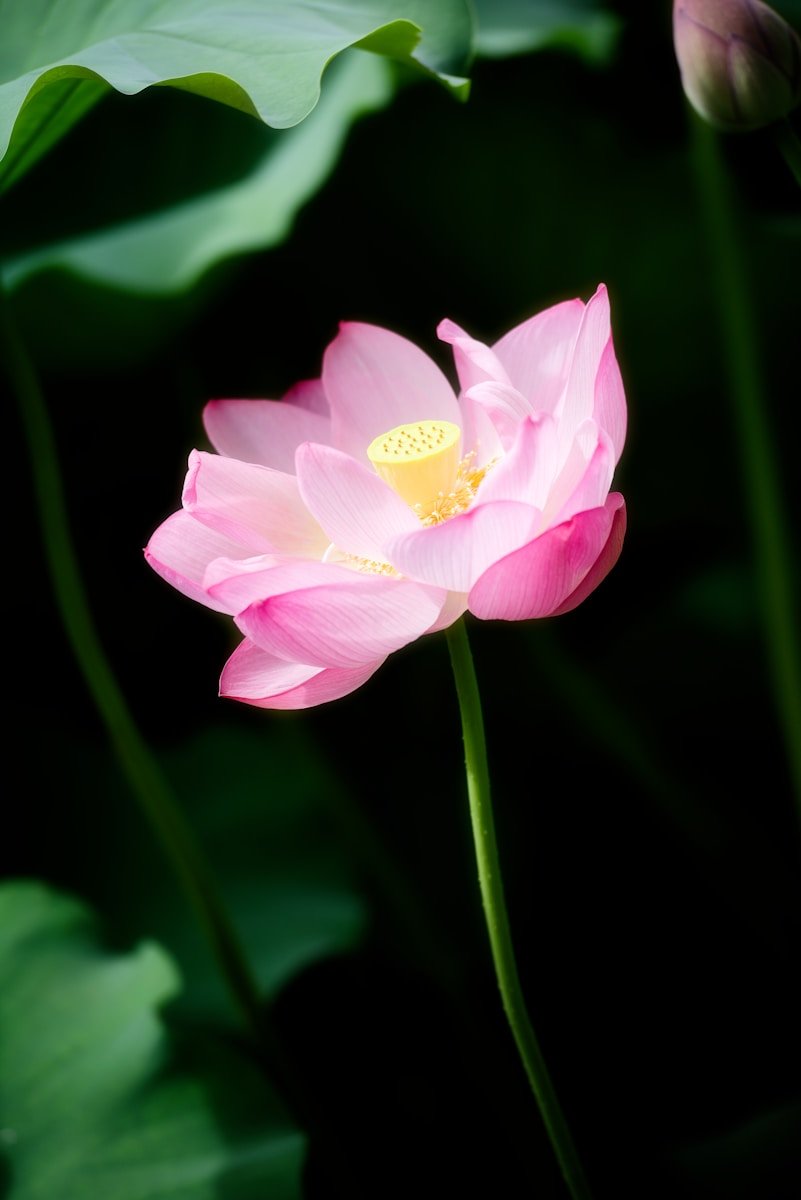 A beautiful pink lotus flower blooms in the dark.
