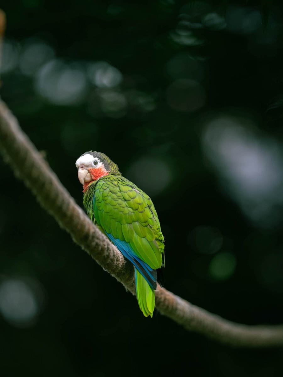 A colorful parrot perches on a branch.