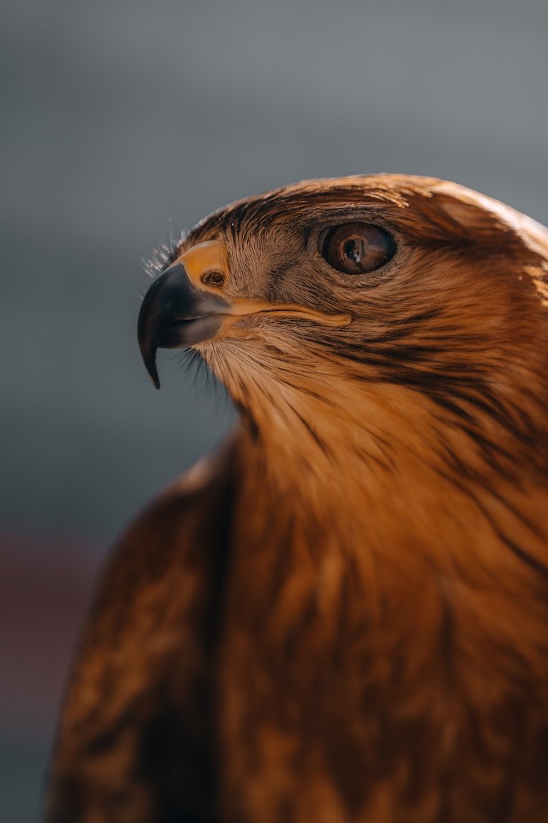 A close-up shot of a fierce eagle.