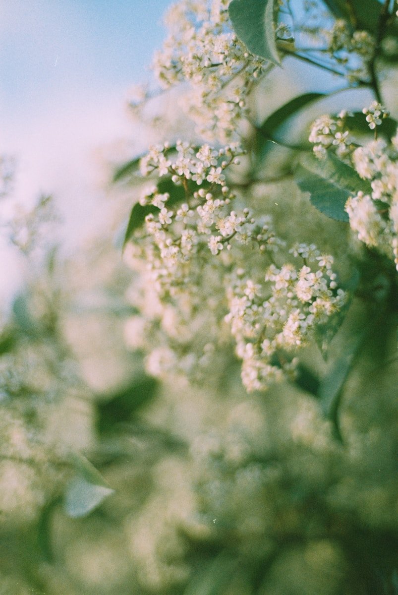 Delicate white flowers bloom on a tree.