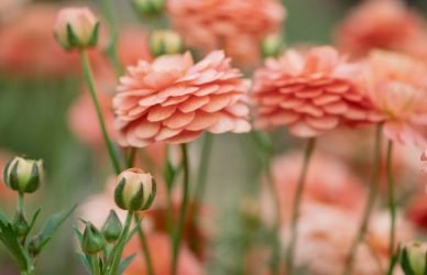 Beautiful peach-colored flowers bloom in the sunlight.