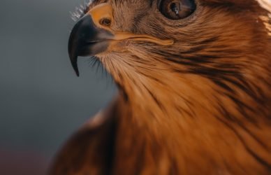 A close-up shot of a fierce eagle.