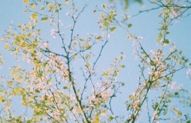 Tree branches reach towards a clear, blue sky.