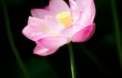 A beautiful pink lotus flower blooms in the dark.