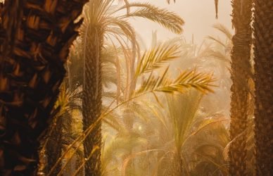 a group of palm trees in a park