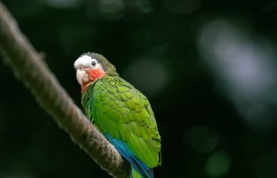 A colorful parrot perches on a branch.
